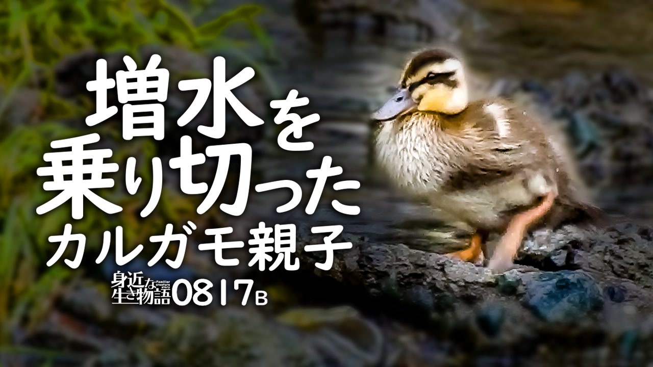 0817b カルガモ親子 増水に耐えた迷子 雛鳥かわいい水浴び キジバトが産卵 カワセミ ハクセキレイとセグロ イソシギ コサギ 鶴見川水系野鳥撮影 身近な生き物語 カルガモ親子 セキレイ ニコニコ動画