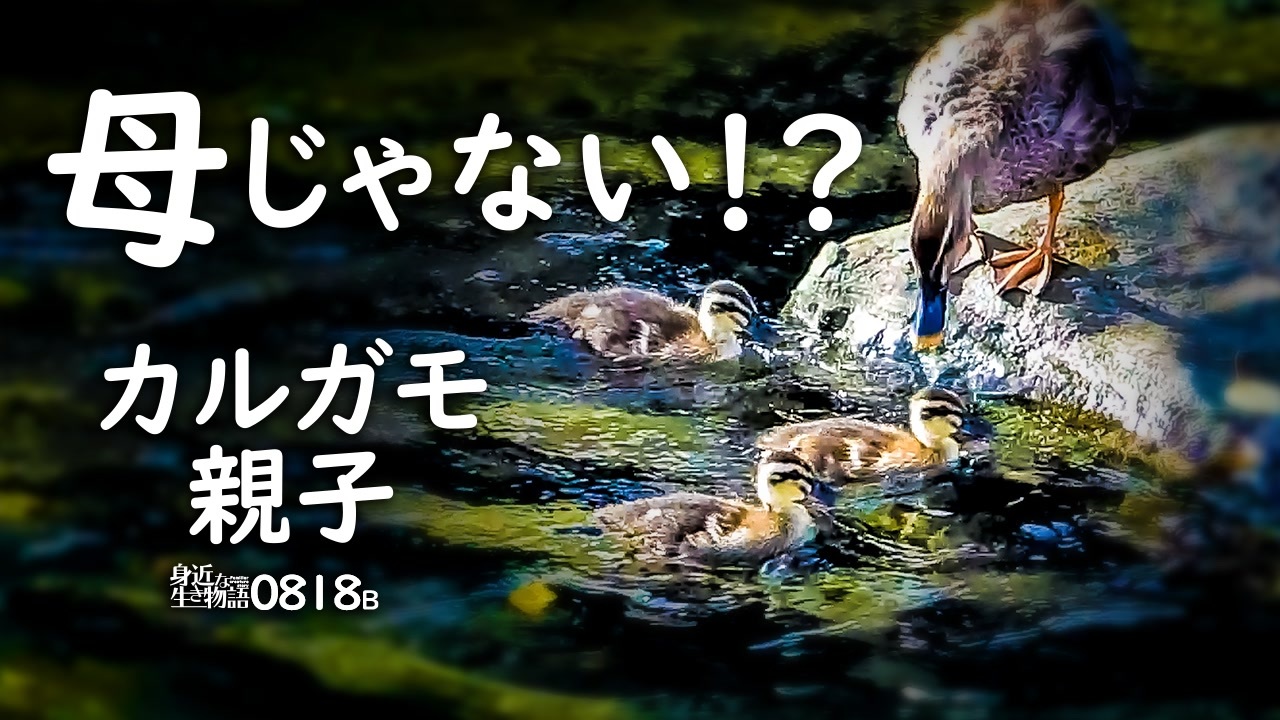 身近な生き物語366日 生き物 自然日記 全498件 Mochi Oさんのシリーズ ニコニコ動画