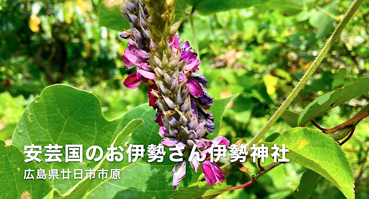 安芸のお伊勢さん 原の伊勢神社 葛の花と境内から見る広島湾 絵馬なども R3初秋 ニコニコ動画