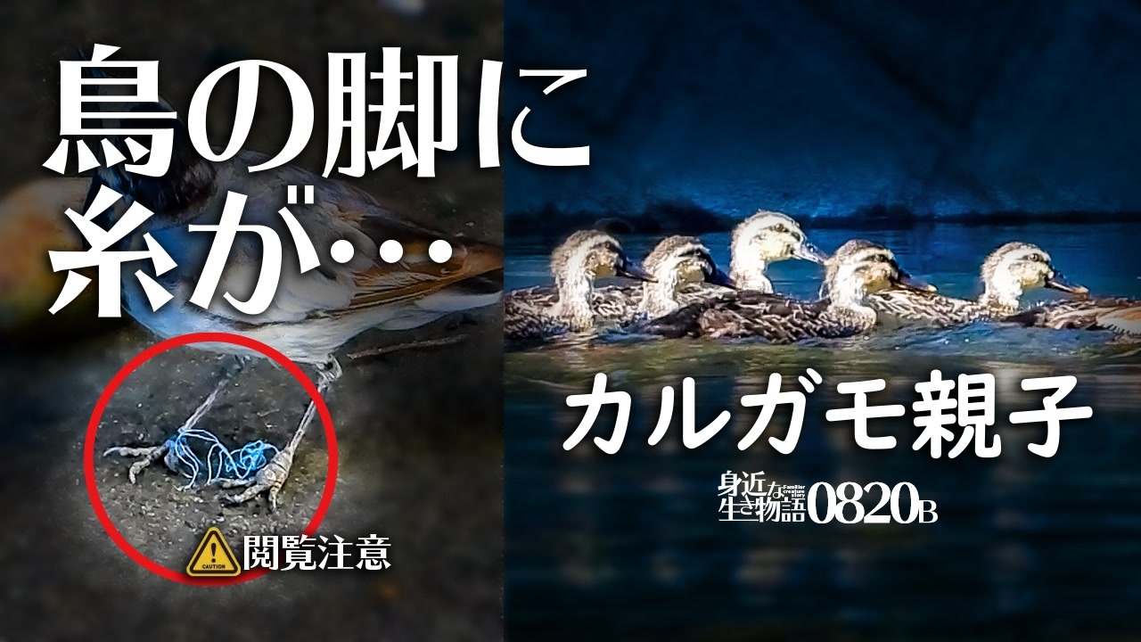 身近な生き物語366日 生き物 自然日記 全498件 Mochi Oさんのシリーズ ニコニコ動画