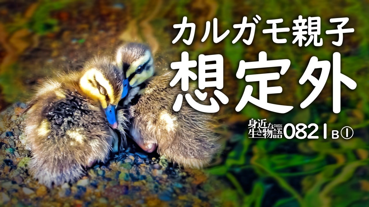 01b 想定外のカルガモ親子 野鳥対決vs親子兄弟同種異種セグロセキレイ ムクドリ 母カモ ハクセキレイ カワセミ 8月生まれの夏雛鳥生まれる 身近な生き物語 カルガモ親子 セキレイ ニコニコ動画