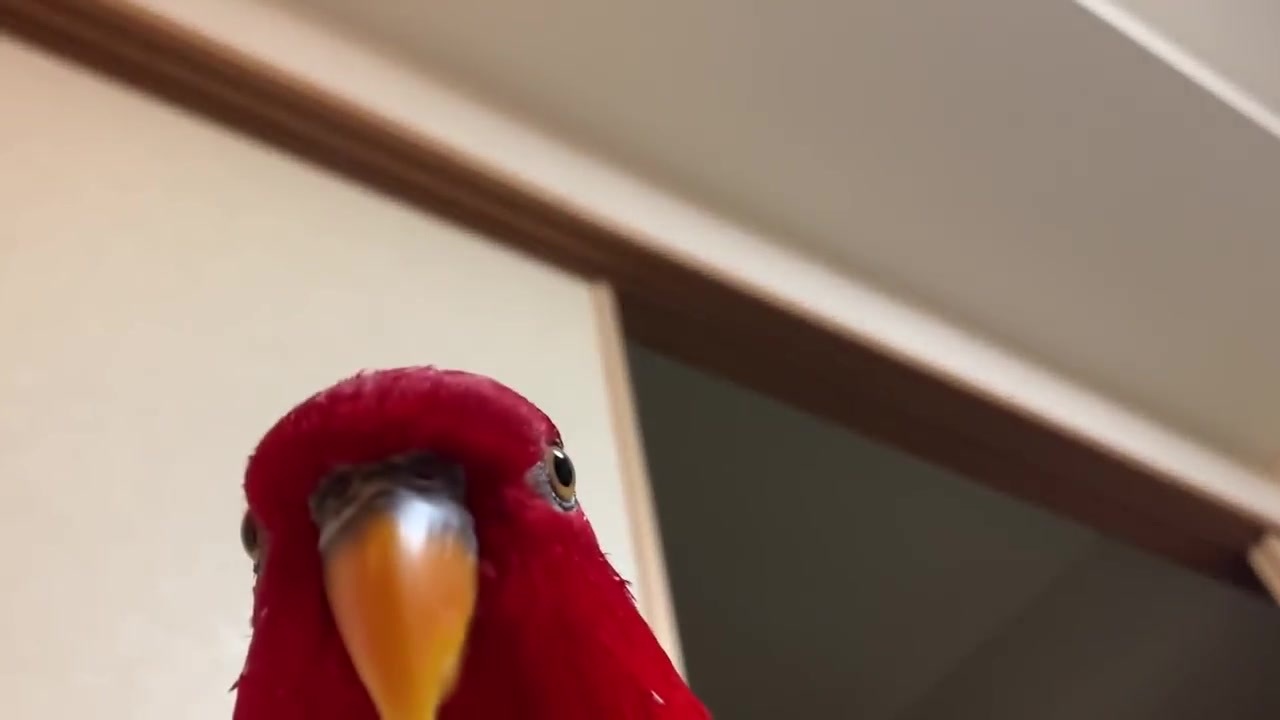 内海秀明先生のインコ グミちゃん ぐぇうぇうぇうぇ ニコニコ動画