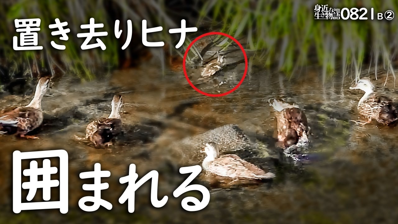 01b 置き去り雛鳥がカルガモ親子に襲われる 迷子殺し怖いが死んだ雛と勘違い母 雛を放置でケンカ レ プではない 順光で緑カワセミ 青い羽 身近な生き物語 カルガモ親子 カワセミ ニコニコ動画