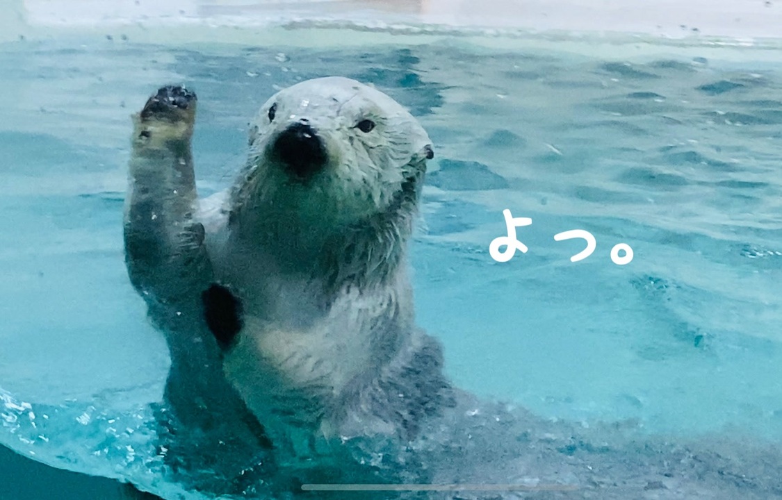 ラッコの動画 三重県 鳥羽水族館 ニコニコ動画