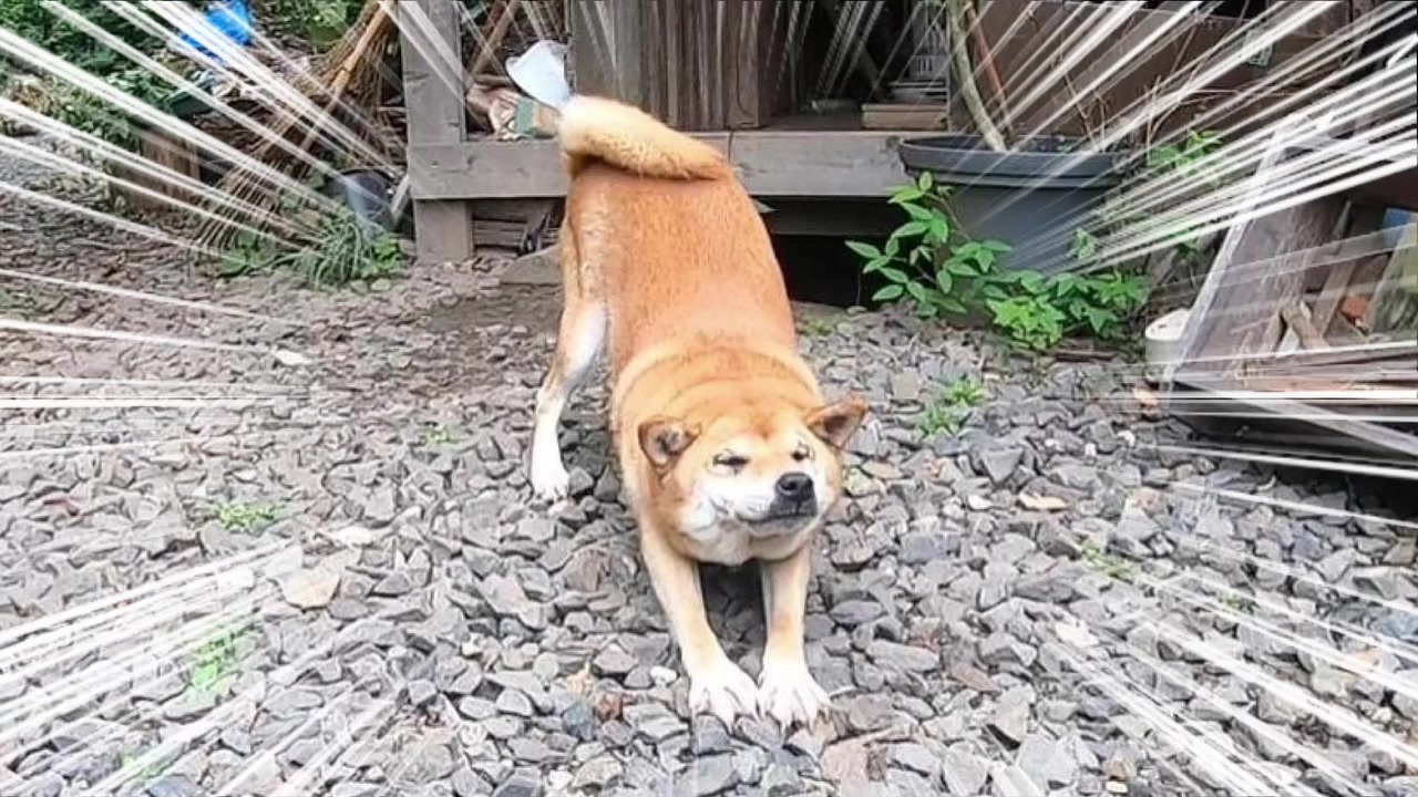 人気の Cbr400rr 動画 66本 ニコニコ動画