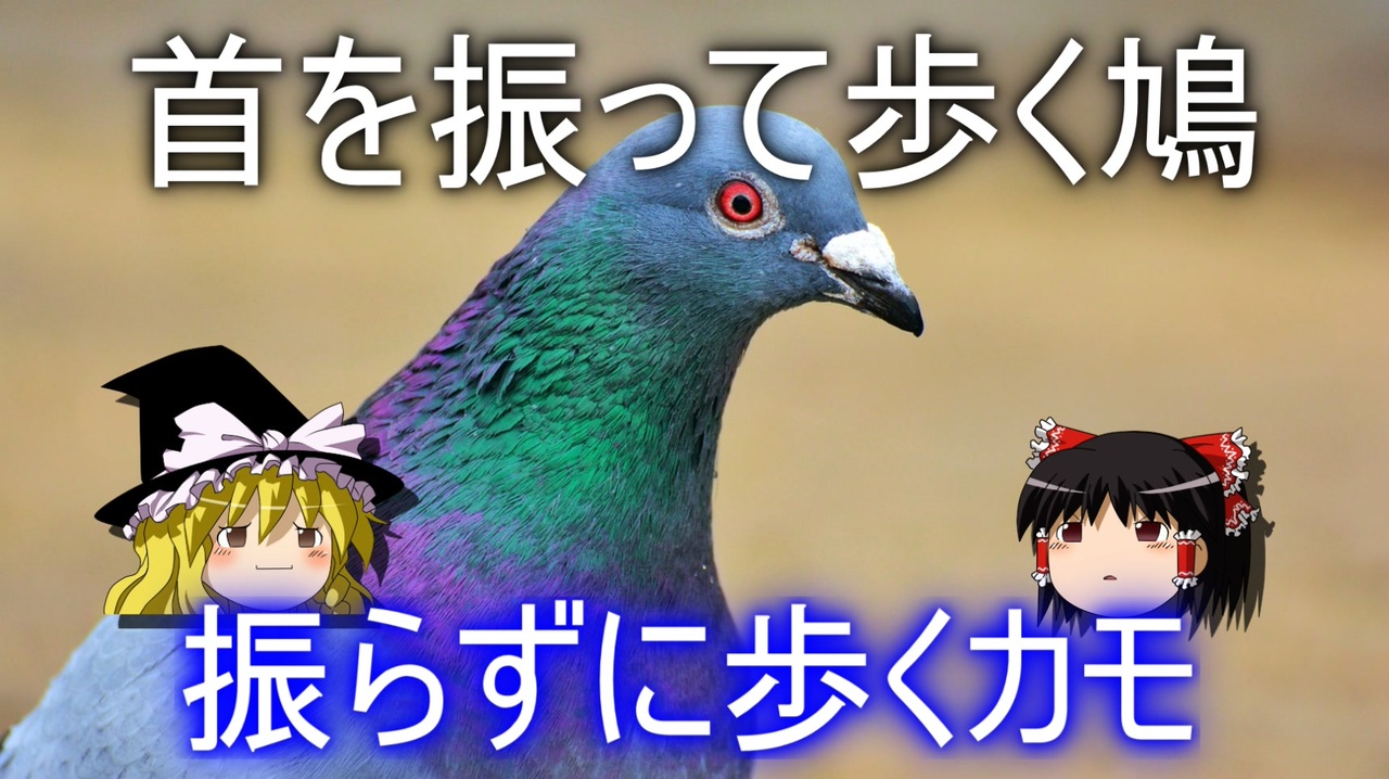 鳩が首を振って歩く理由 なぜカモは振らないのか ニコニコ動画