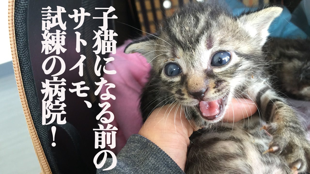 動画ランキング 猫 動物 ニコニコ動画