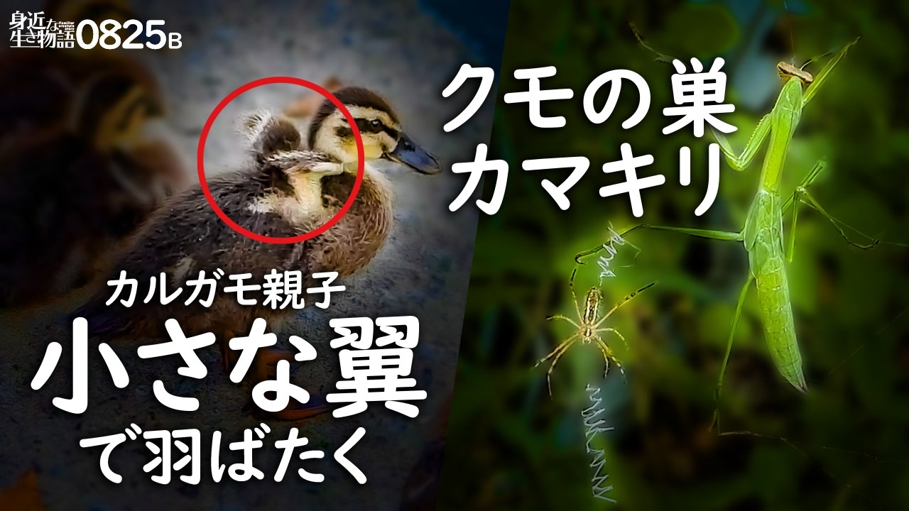 人気の 捕食 カマキリ 動画 80本 ニコニコ動画