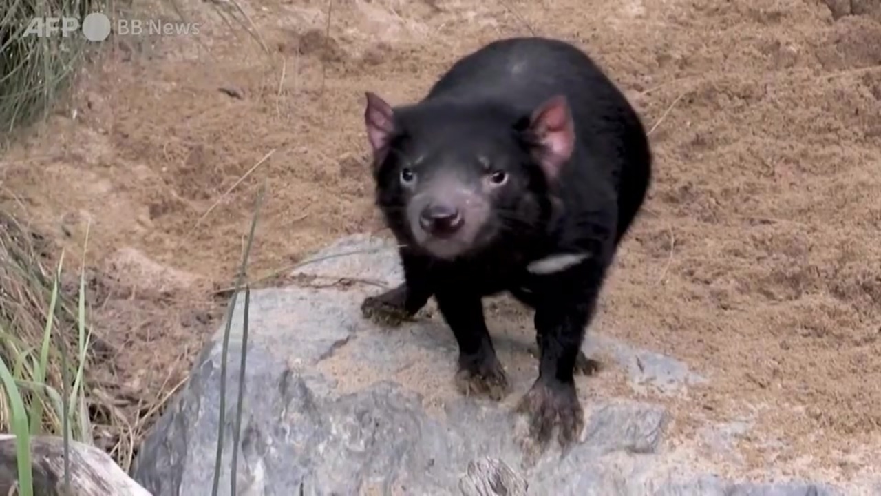 人気の 絶滅危惧種 動画 462本 3 ニコニコ動画