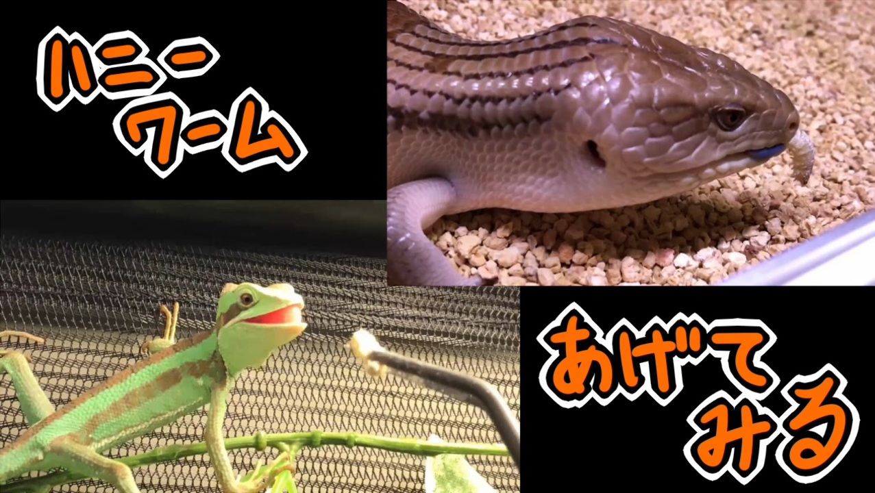 人気の アオジタトカゲ 動画 37本 ニコニコ動画