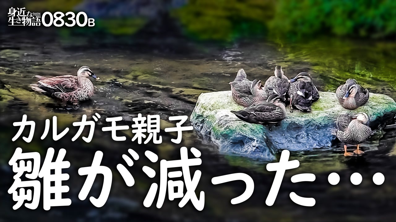 身近な生き物語366日 生き物 自然日記 全498件 Mochi Oさんのシリーズ ニコニコ動画