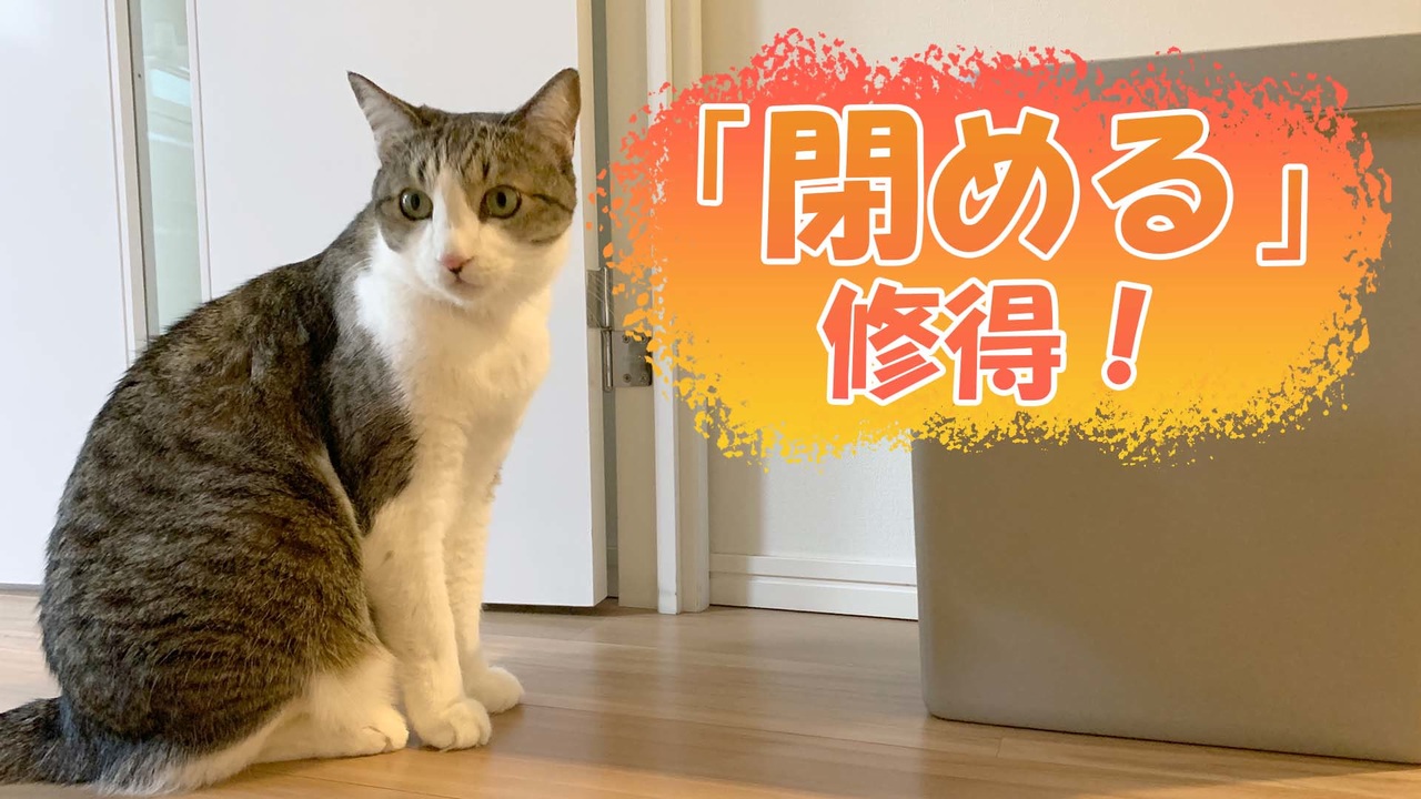 ゴミ箱の開け閉めを覚えた猫に訪れた悲劇 ニコニコ動画