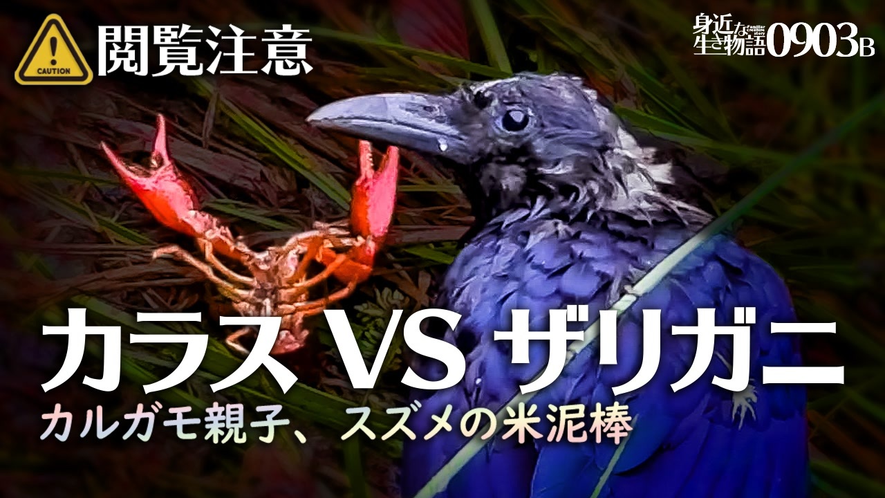 0903b閲覧注意 ザリガニ Vs カラス捕食 カルガモ親子 スズメ米泥棒 ハシボソガラスに食べられるアメリカザリガニ キジバト卵が孵化しない悲劇 身近な生き物語 ハシボソガラス カルガモ親子 ニコニコ動画