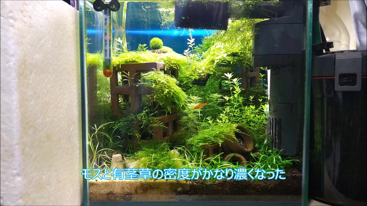 3ヶ月経過 水没した廃墟群水槽 25cmcube ニコニコ動画