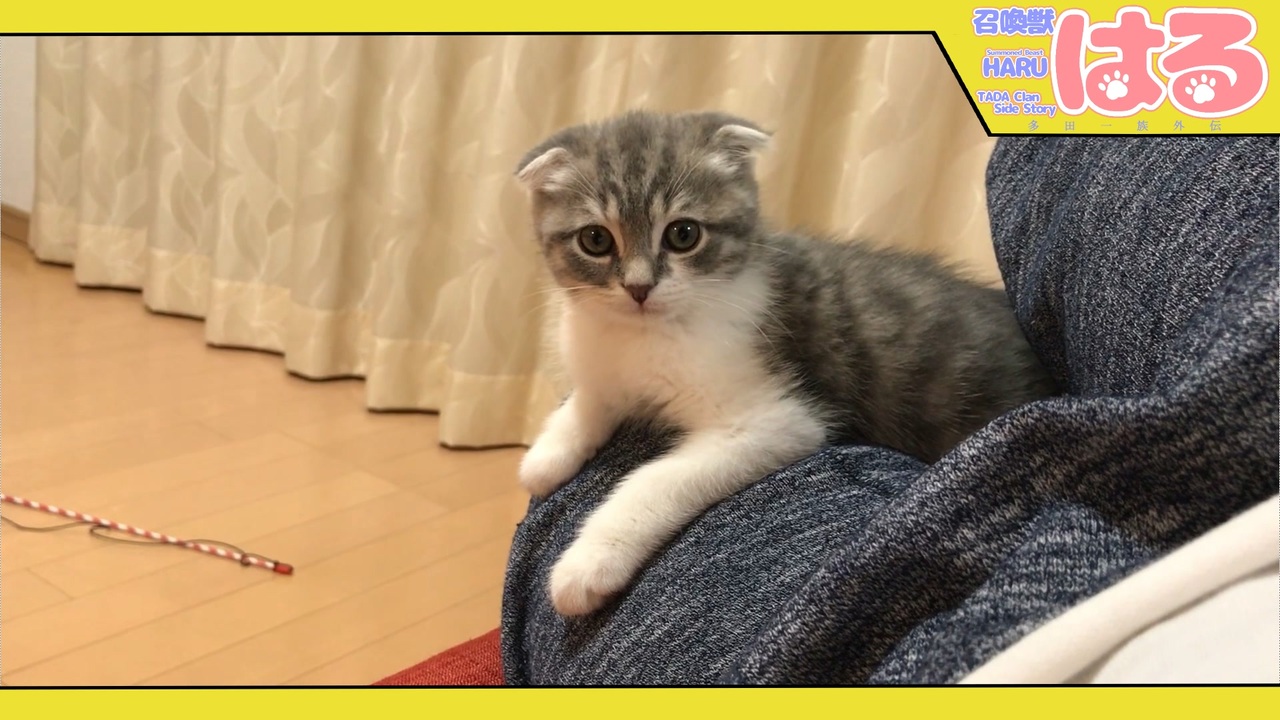 人気の 猫 スコティッシュフォールド 動画 946本 12 ニコニコ動画