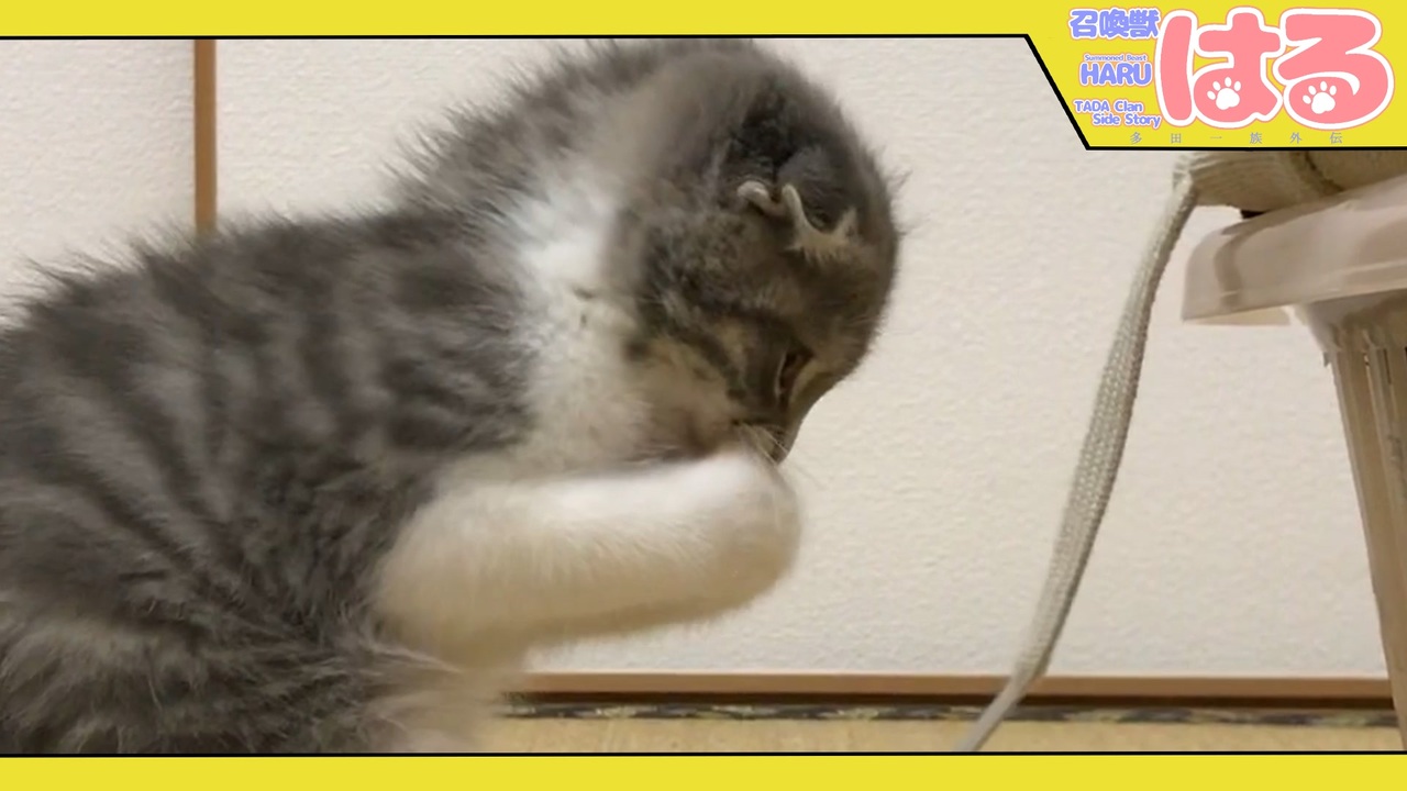 人気の 猫 スコティッシュフォールド 動画 946本 12 ニコニコ動画