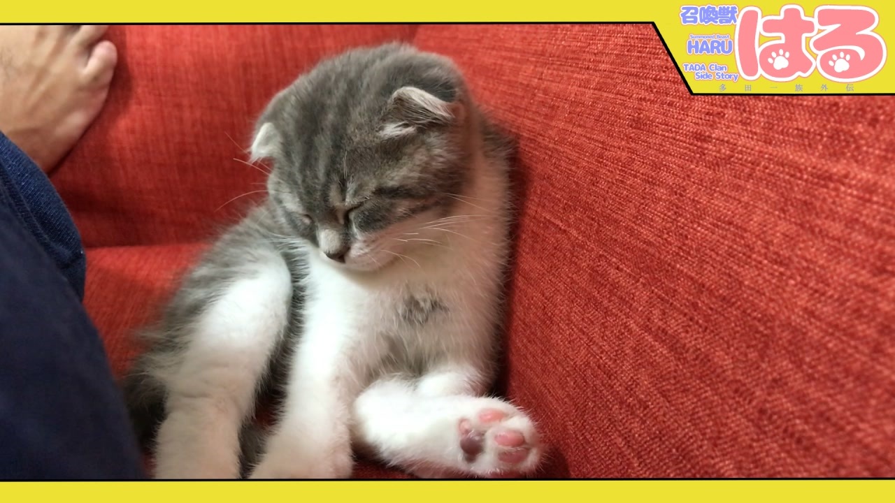 人気の 猫 スコティッシュフォールド 動画 946本 12 ニコニコ動画