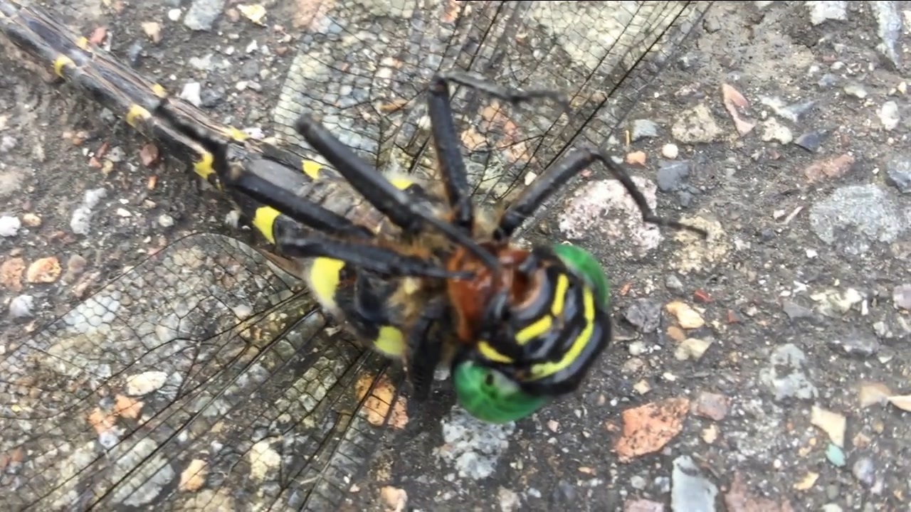 人気の オニヤンマ 動画 42本 ニコニコ動画