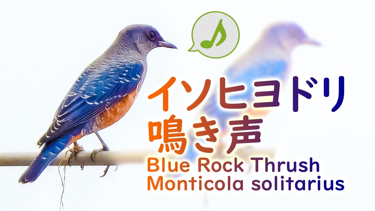 イソヒヨドリの鳴き声 ニコニコ動画