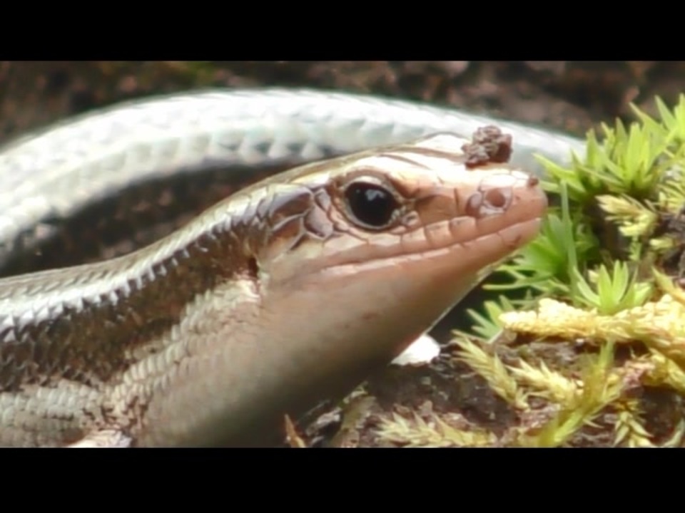 人気の ニホントカゲ 動画 39本 ニコニコ動画