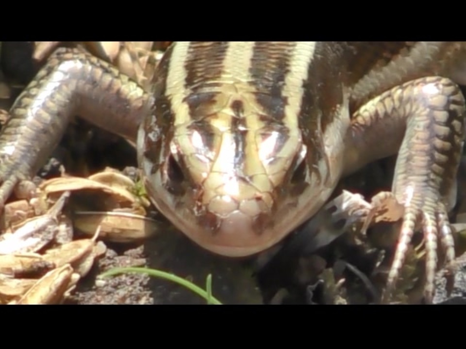 人気の ニホントカゲ 動画 39本 ニコニコ動画