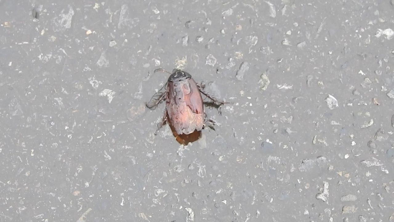 人気の 油虫 動画 5本 ニコニコ動画