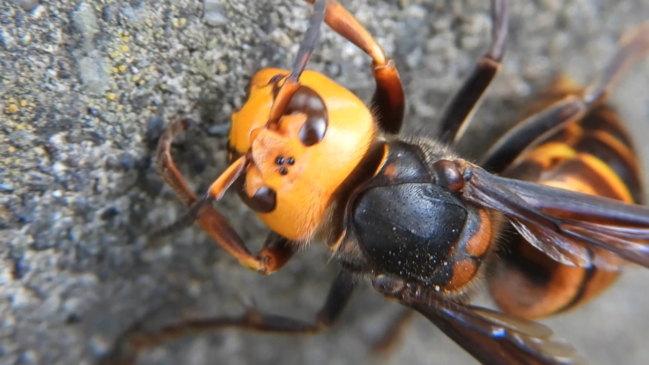 人気の 自然 スズメバチ 動画 72本 ニコニコ動画