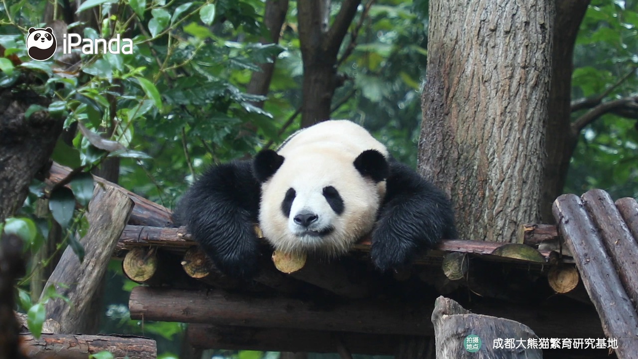 可愛すぎ 子パンダの日常 全8件 Ipanda パンダ楽園さんのシリーズ ニコニコ動画