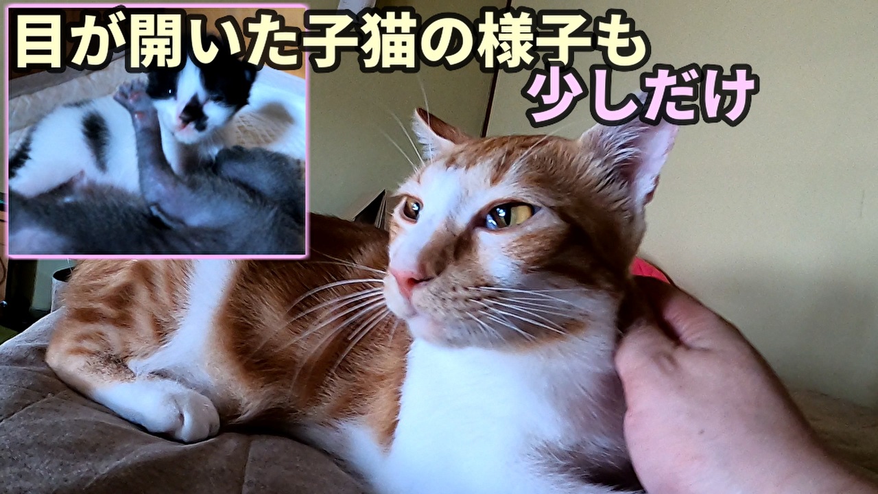 人気の 猫 ゴロゴロ 動画 53本 ニコニコ動画