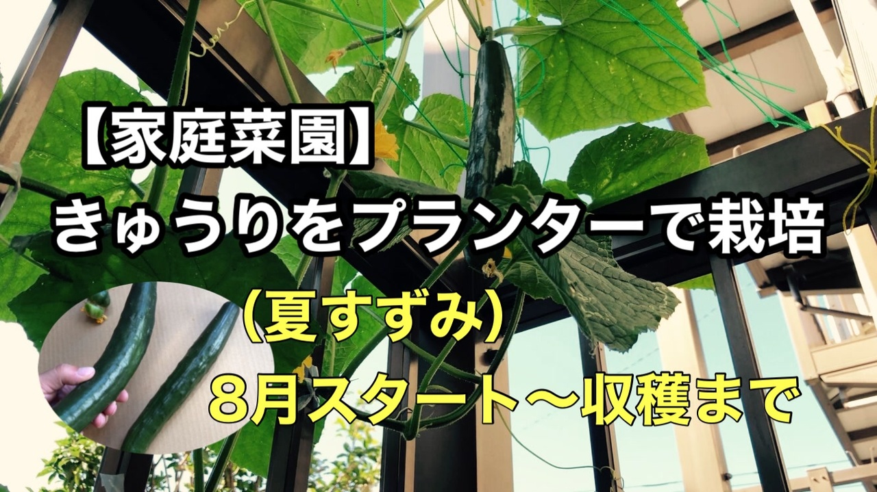 家庭菜園 ベランダのプランターできゅうり栽培 8月スタート夏すずみ ニコニコ動画