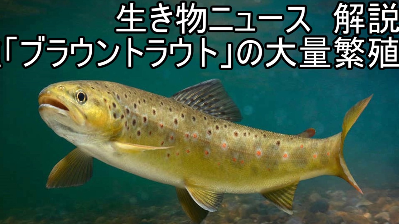 人気の 釣り 動画 10 551本 ニコニコ動画