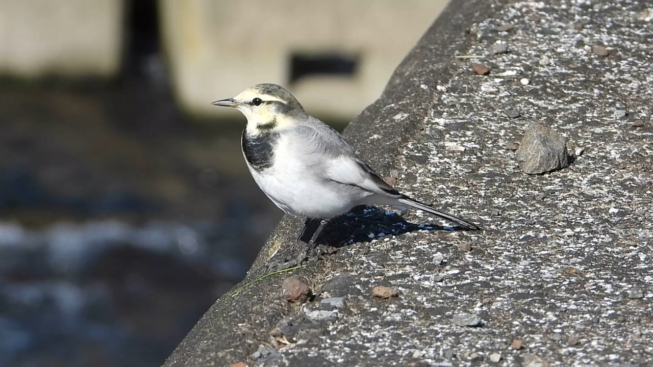 人気の 動物 捕食 動画 2 090本 ニコニコ動画