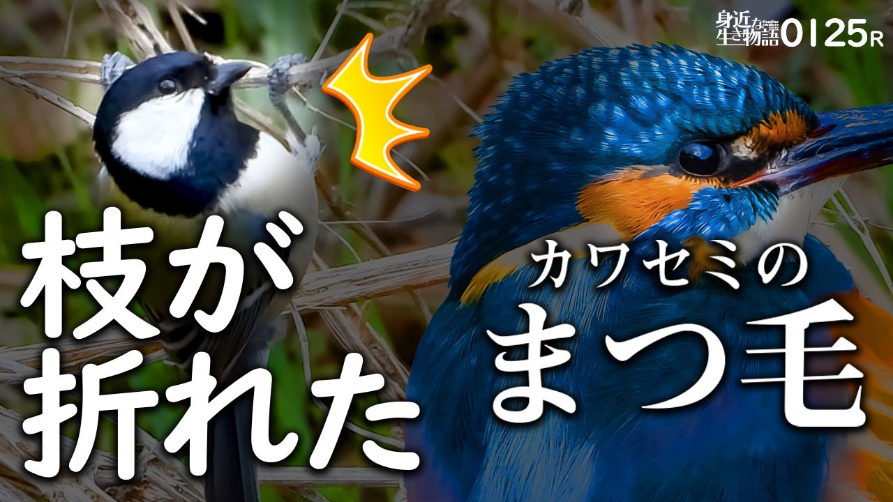 0125r シジュウカラの枝が折れた反応 カワセミ接写でまつ毛 エナガにメジロ ウグイス セキレイ3種の捕食 オナガガモの長い尾と首 鳥の瞬膜 ユリカモメ 身近な生き物語 シジュウカラ カワセミ ニコニコ動画