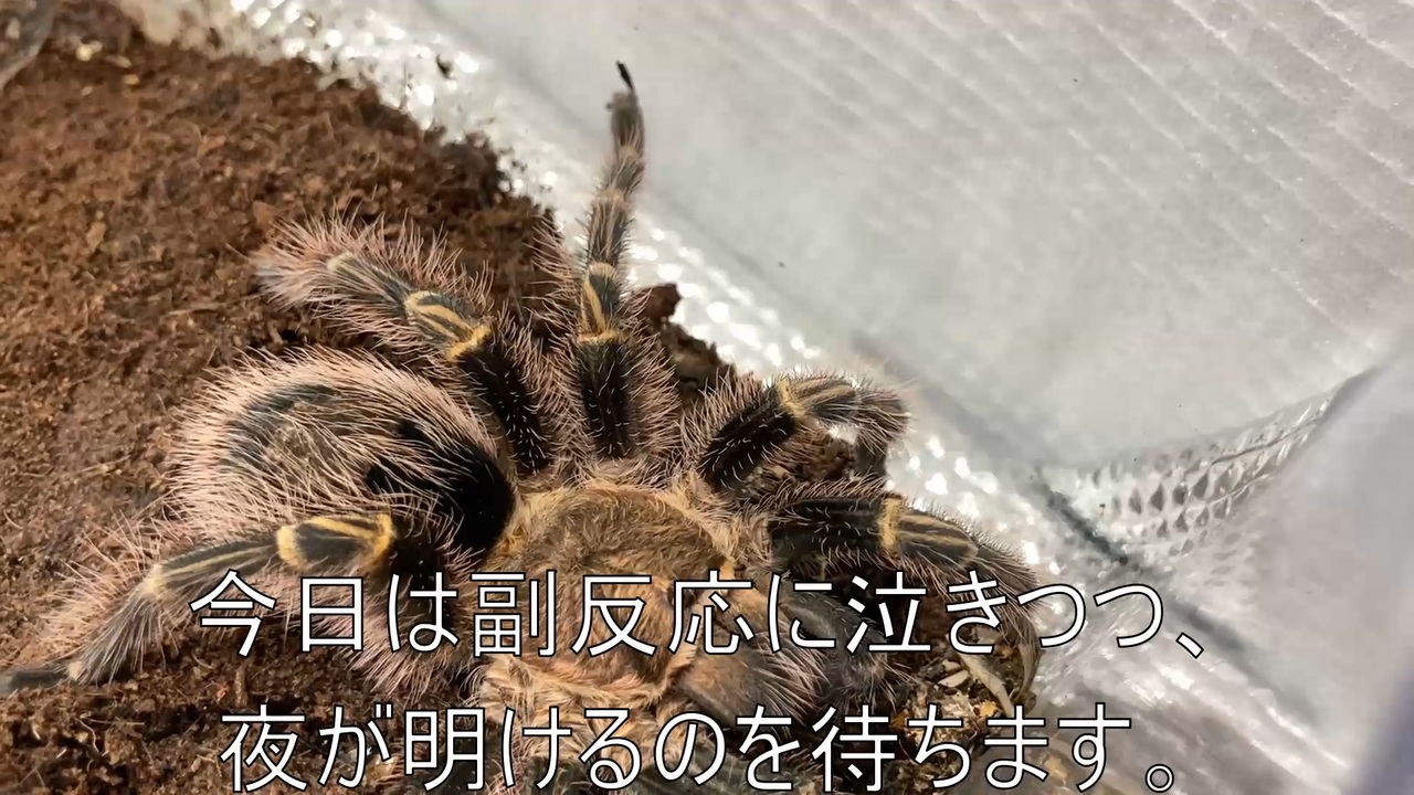 ワクチンより タランチュラ飼育日記その３４７ ペクチンが好き ニコニコ動画