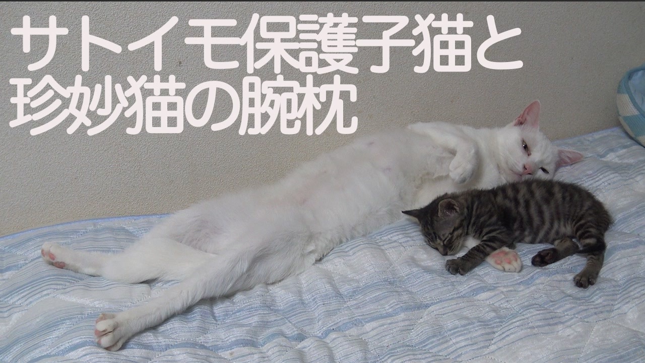 サトイモ保護子猫 オス猫かあさんの胸で眠る ニコニコ動画