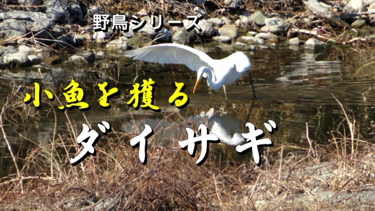 人気の アオサギ 動画 135本 ニコニコ動画