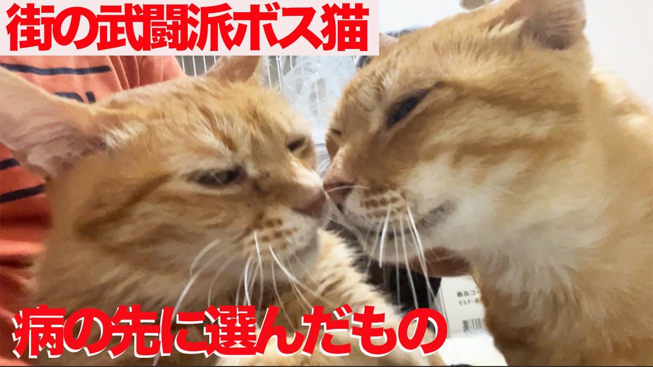 3年半迎えを待ったボス猫 闘病の末に選んだもの ニコニコ動画