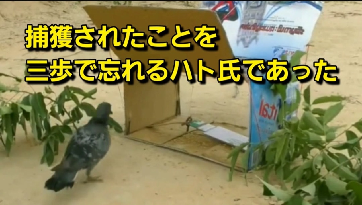捕獲されたことを三歩で忘れるハト氏であった ニコニコ動画