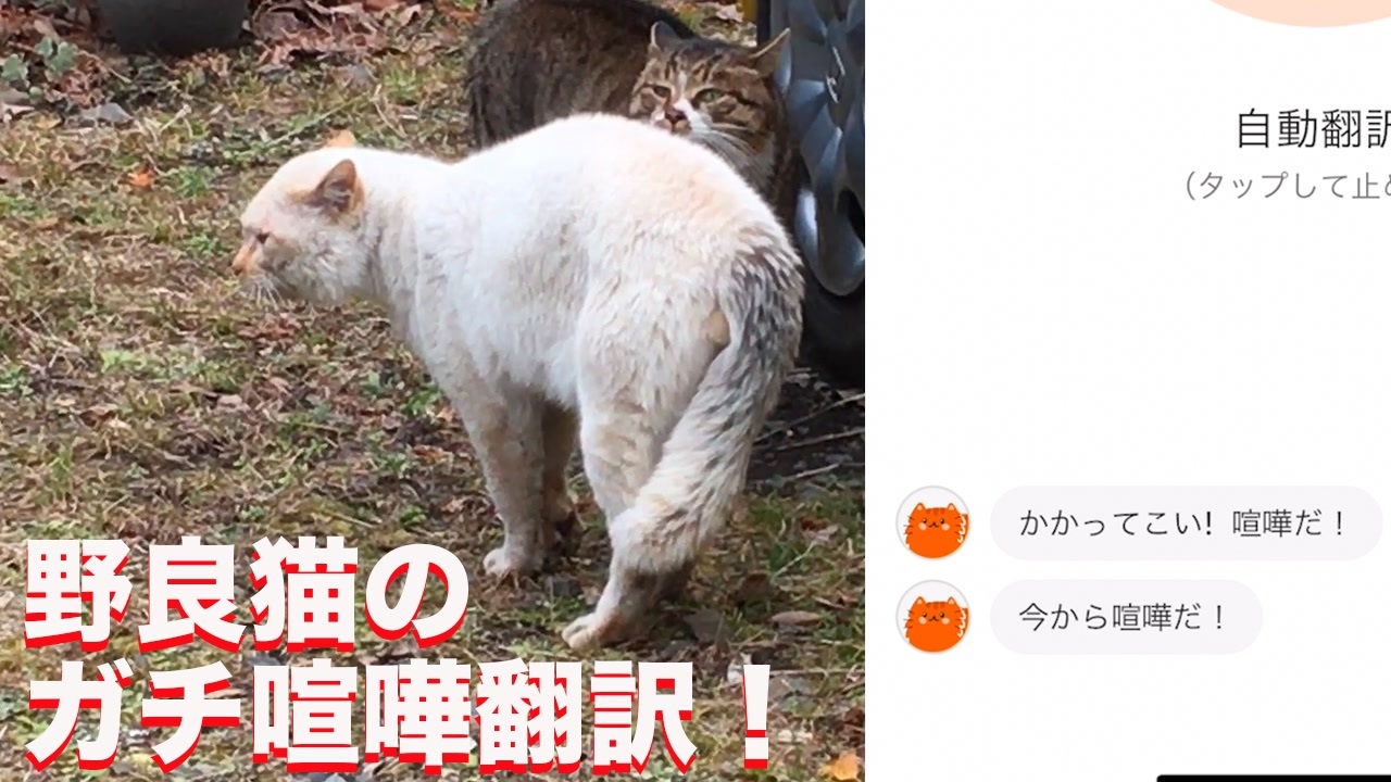 野良猫のガチ喧嘩のにゃんトーク猫語翻訳に挑んでみた ニコニコ動画