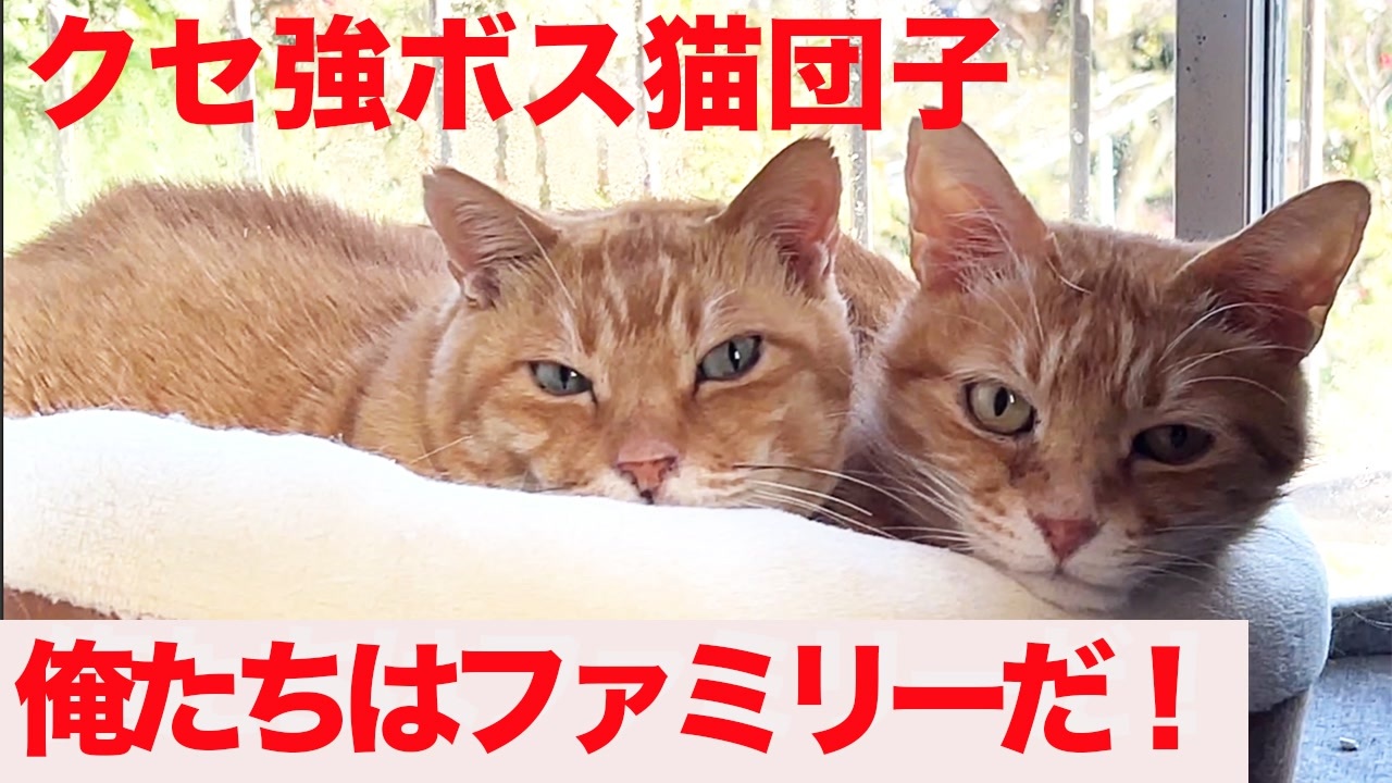 猫に慕われるボス猫 その家族愛を見せつける ニコニコ動画