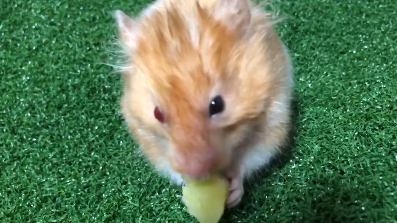 人気の ハムスター ジャンガリアンハムスター 動画 415本 ニコニコ動画