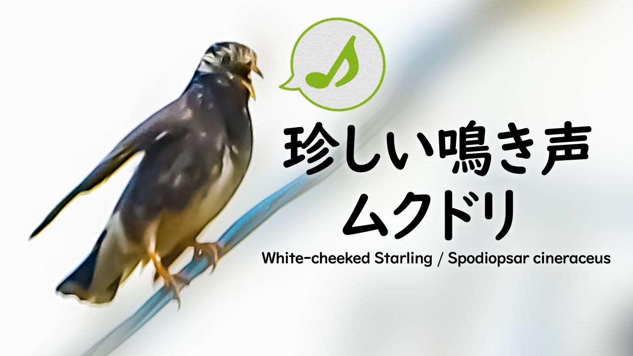 ムクドリ 鳴き声