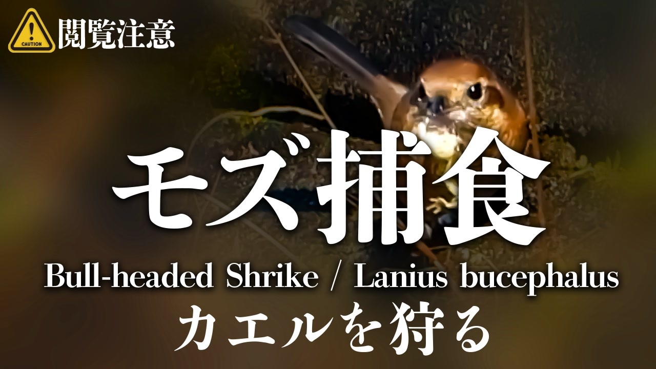 人気の 動物 カエル 動画 450本 3 ニコニコ動画