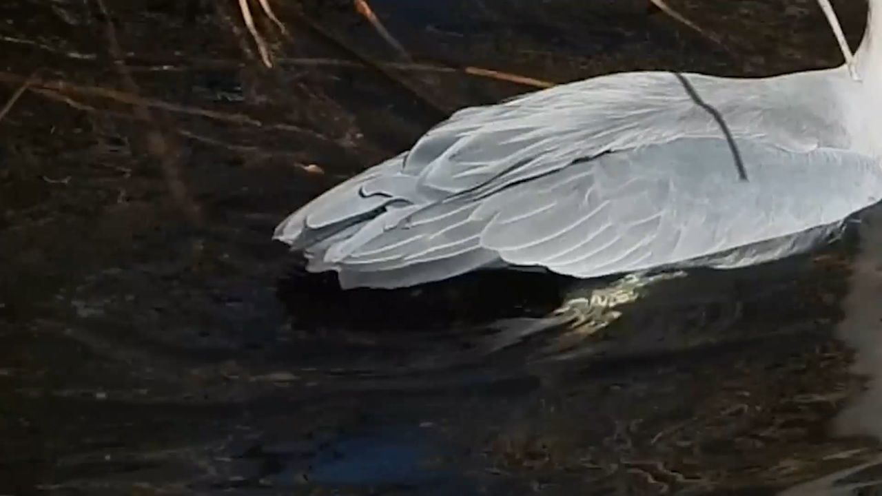 人気の アオサギ 動画 135本 ニコニコ動画