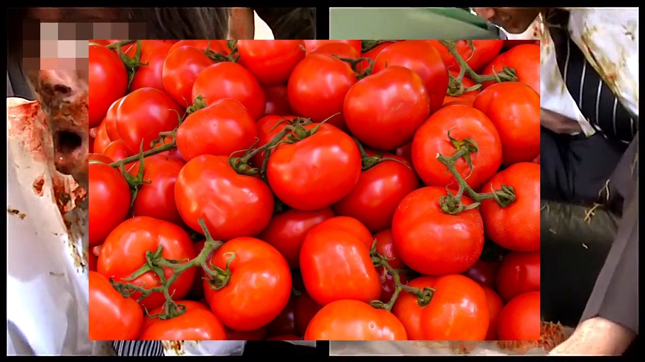 ★トマト祭★ 🍅トマトまつり🍅 トマトを育てる土が入ってる袋で そのまま栽培