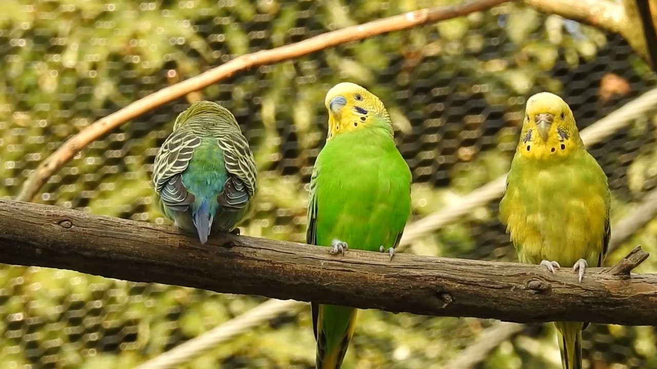 セキセインコ サザナミインコ 全103件 Mochi Oさんのシリーズ ニコニコ動画