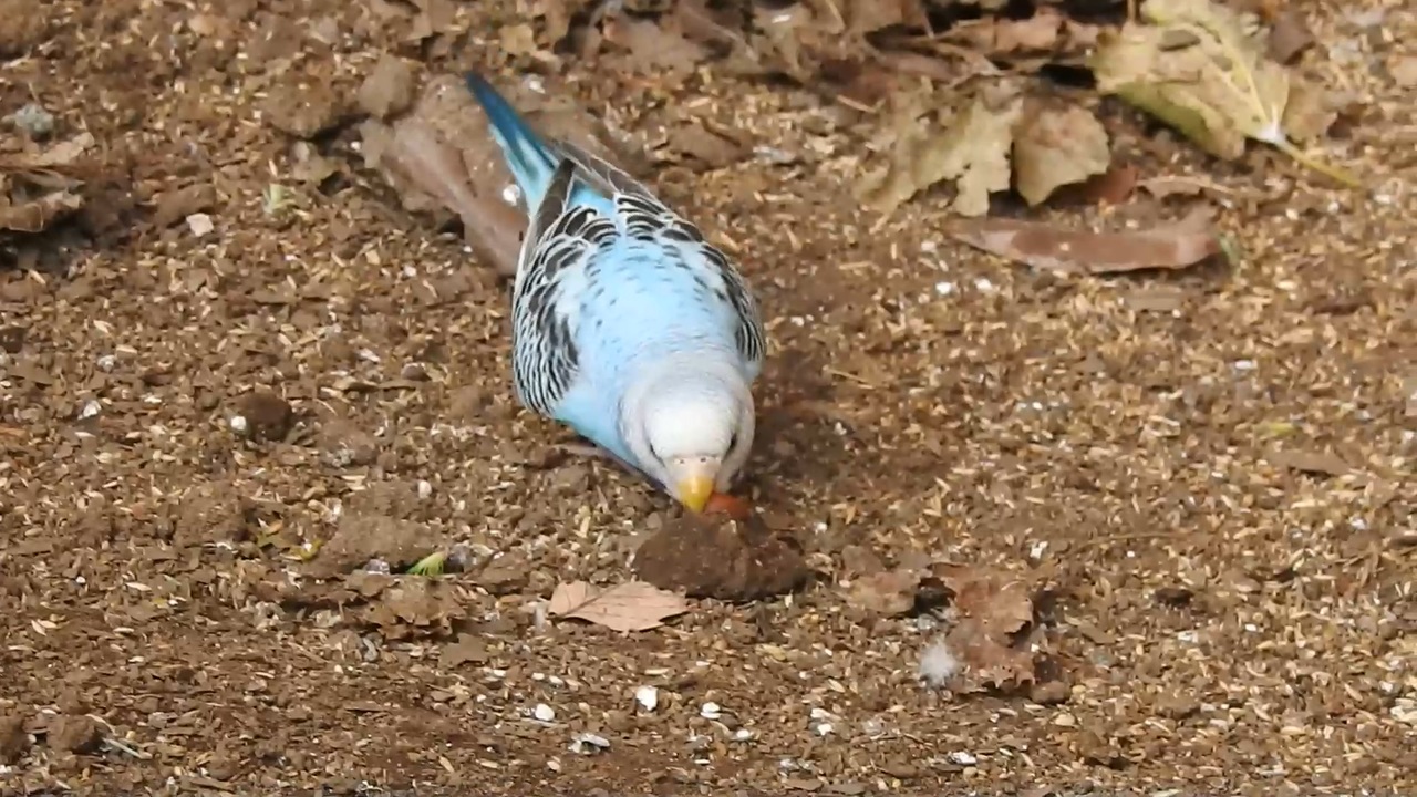 セキセインコ サザナミインコ 全103件 Mochi Oさんのシリーズ ニコニコ動画