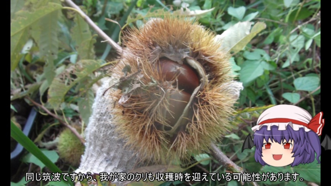 想像を超えての 1株 国華園 栗 くり苗 石鎚 果樹苗 栗