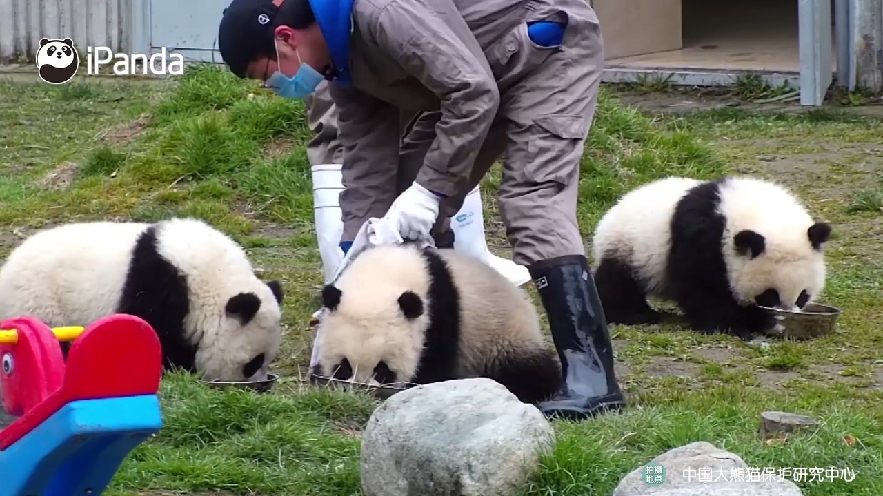 人気の ジャイアントパンダ けものフレンズ 動画 39本 ニコニコ動画