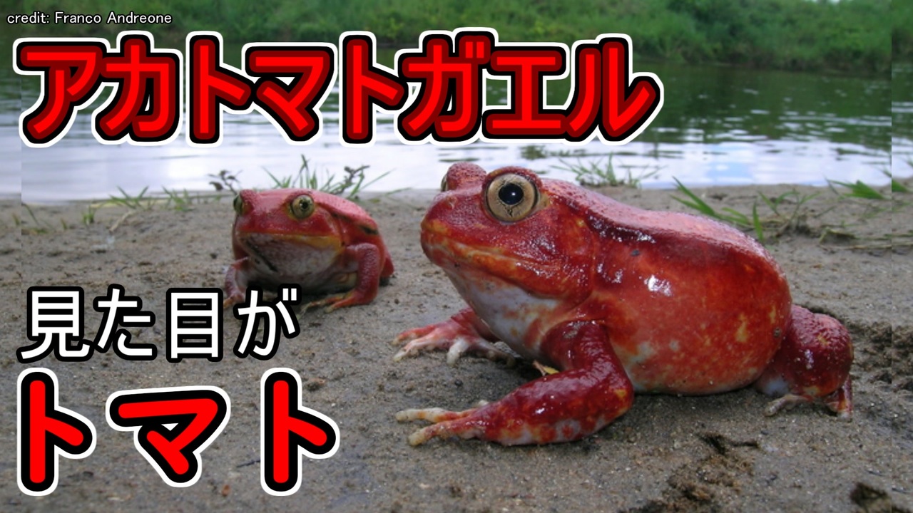 見た目がトマトなカエル アカトマトガエル ゆっくり解説 ニコニコ動画